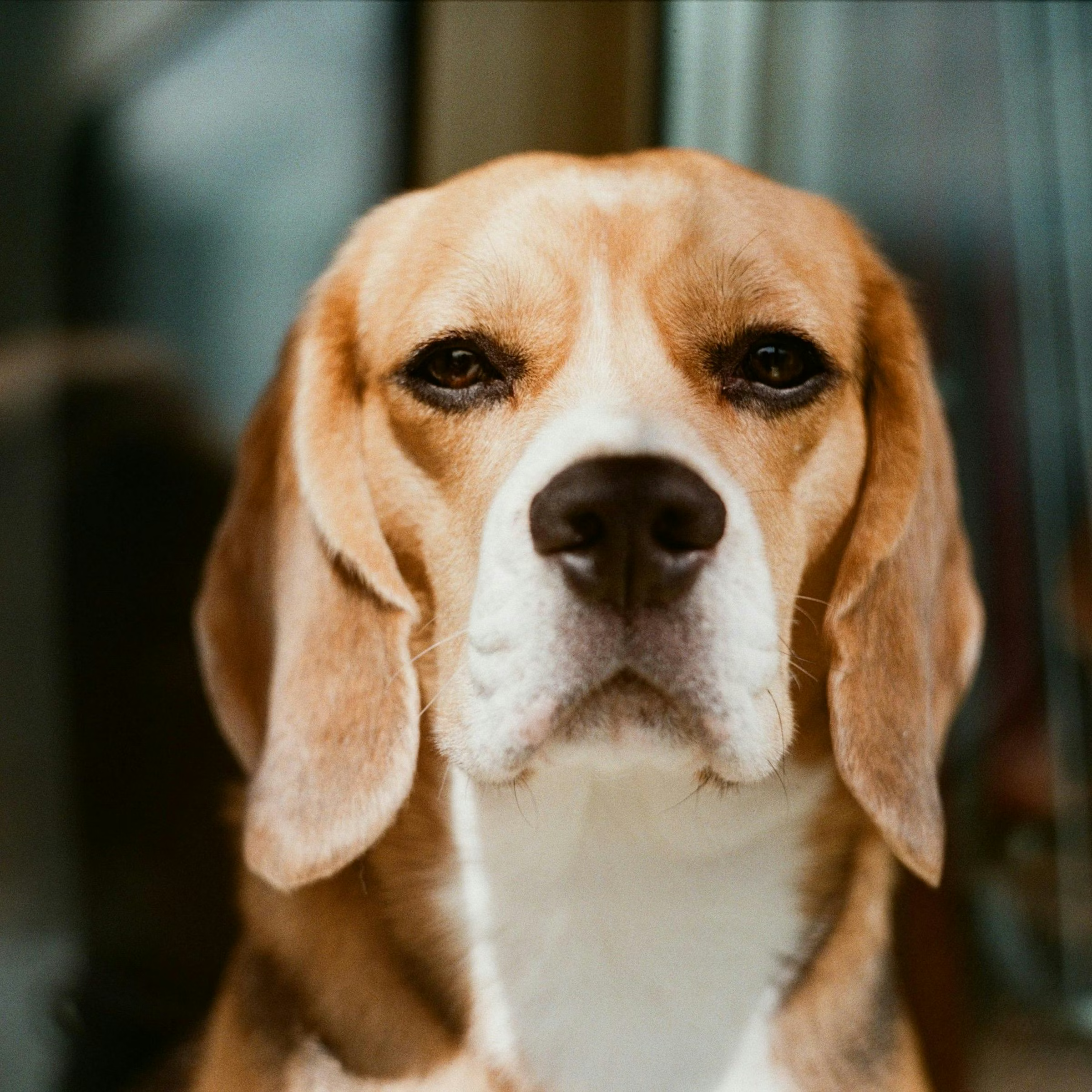 Beagle: The Heart of Every Home