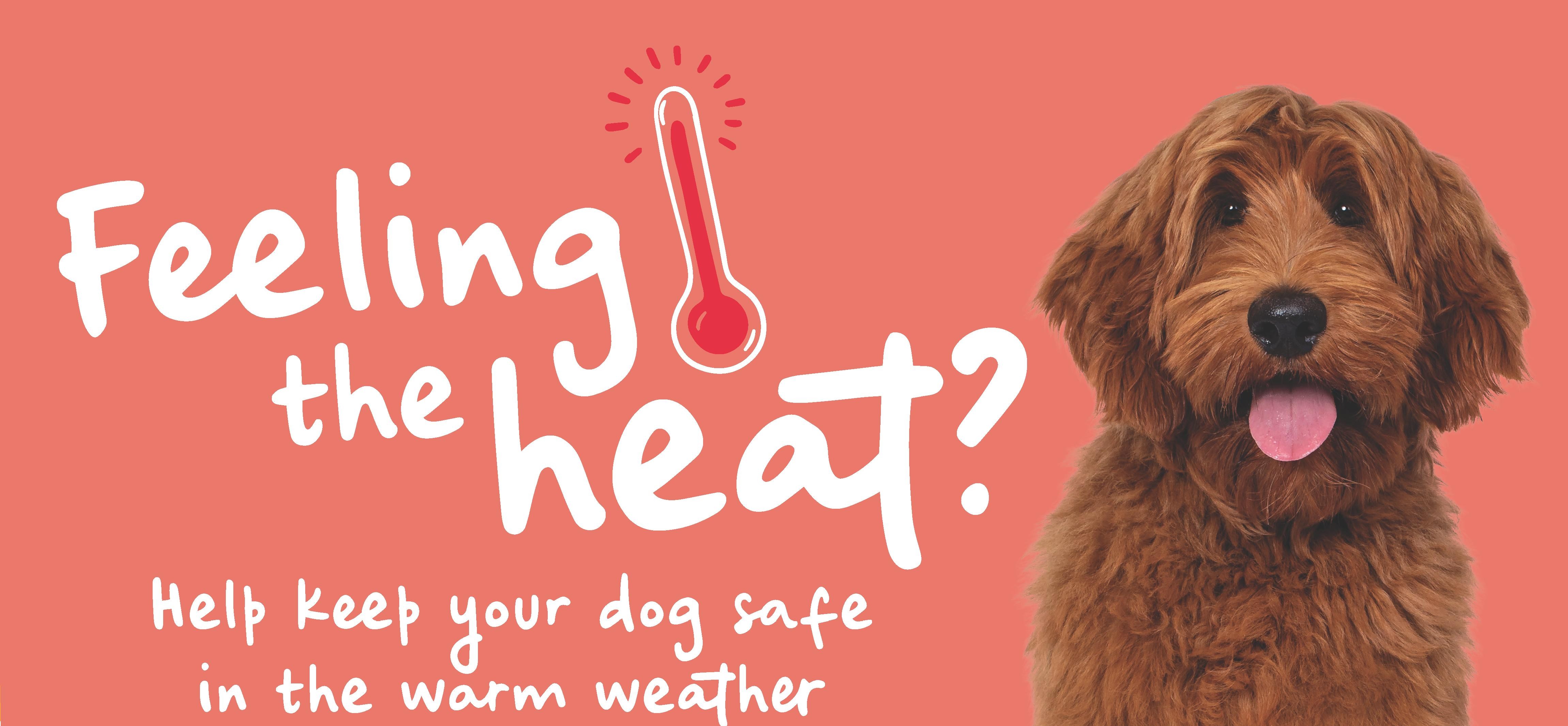 Beat the Heat: Essential Tips to Protect Your Pet from Heat Stroke This Summer
