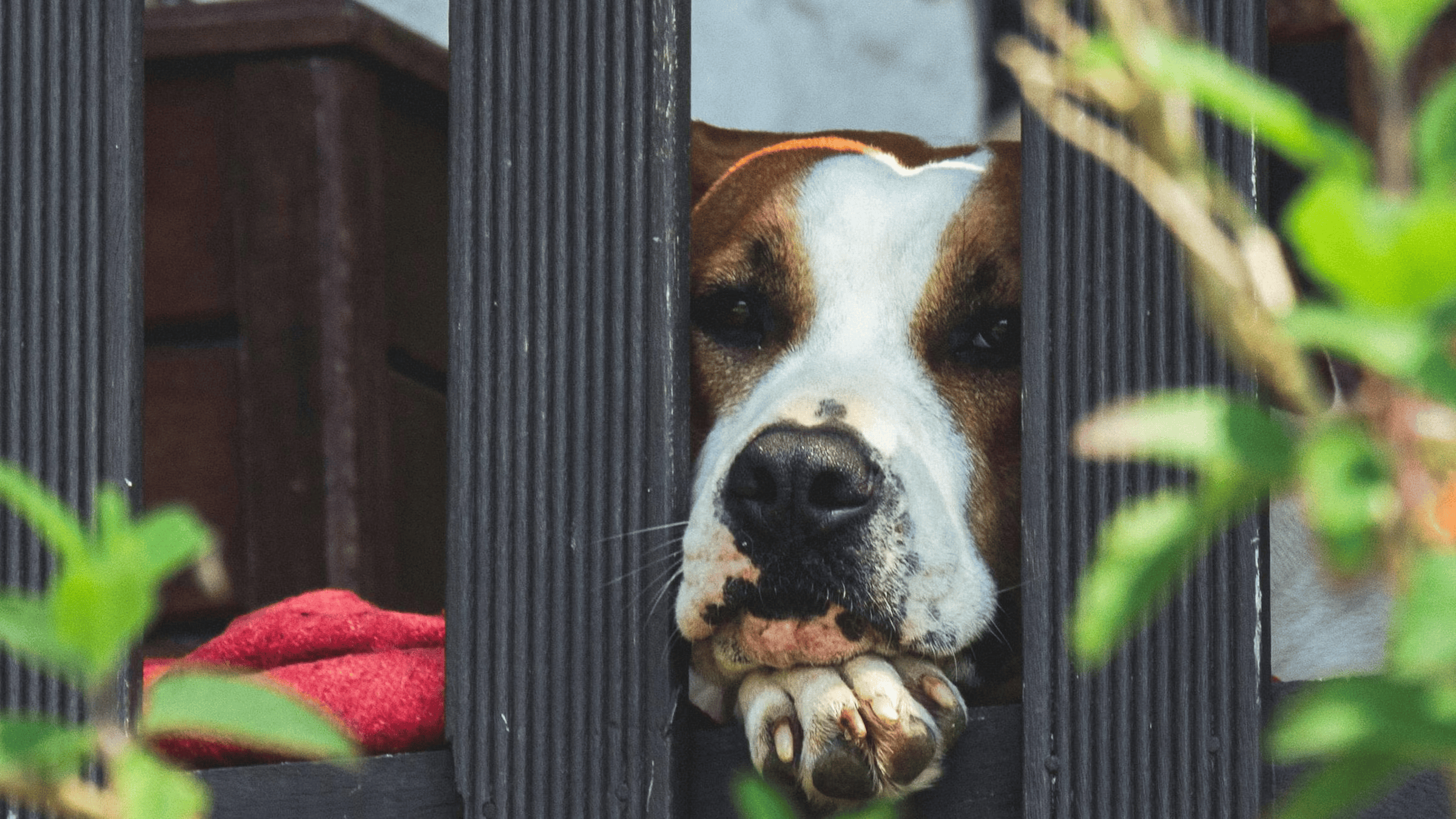 How to Choose the Right Boarding Environment for Your Dog (A Practical Decision Guide)