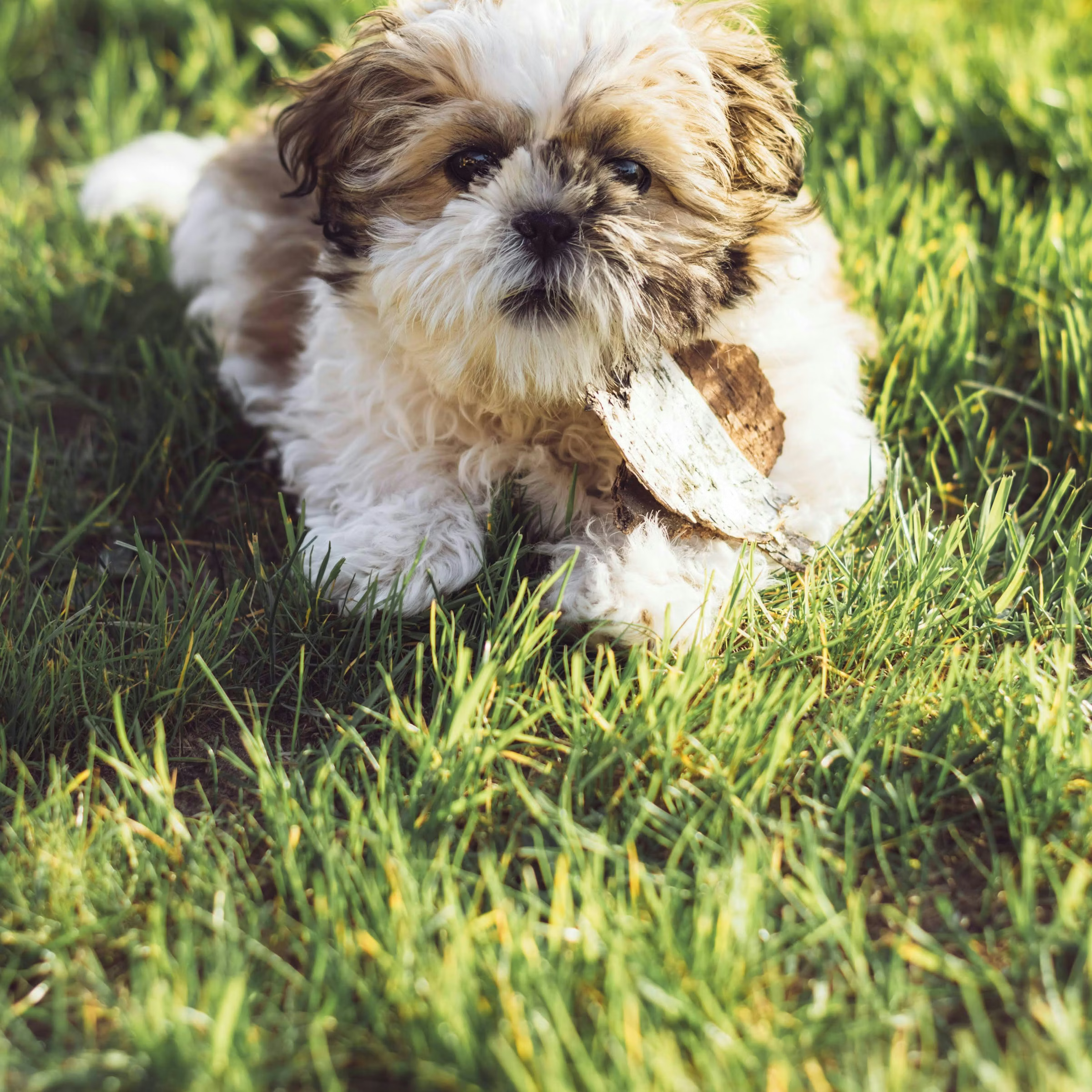 Shih Tzu: The Heart of Every Home